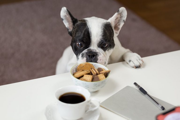 Dürfen Hunde Mandeln essen? Sind Mandeln unbedenklich für Hunde? MS Depot