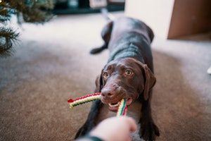 Hundespielzeug gegen Mundgeruch