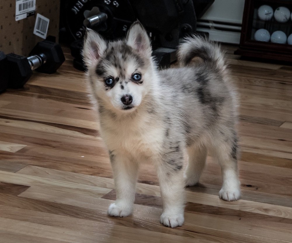 Pomsky Welpe